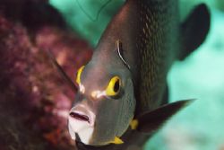 French Angel with cleaner fish. by Jacques Miller 